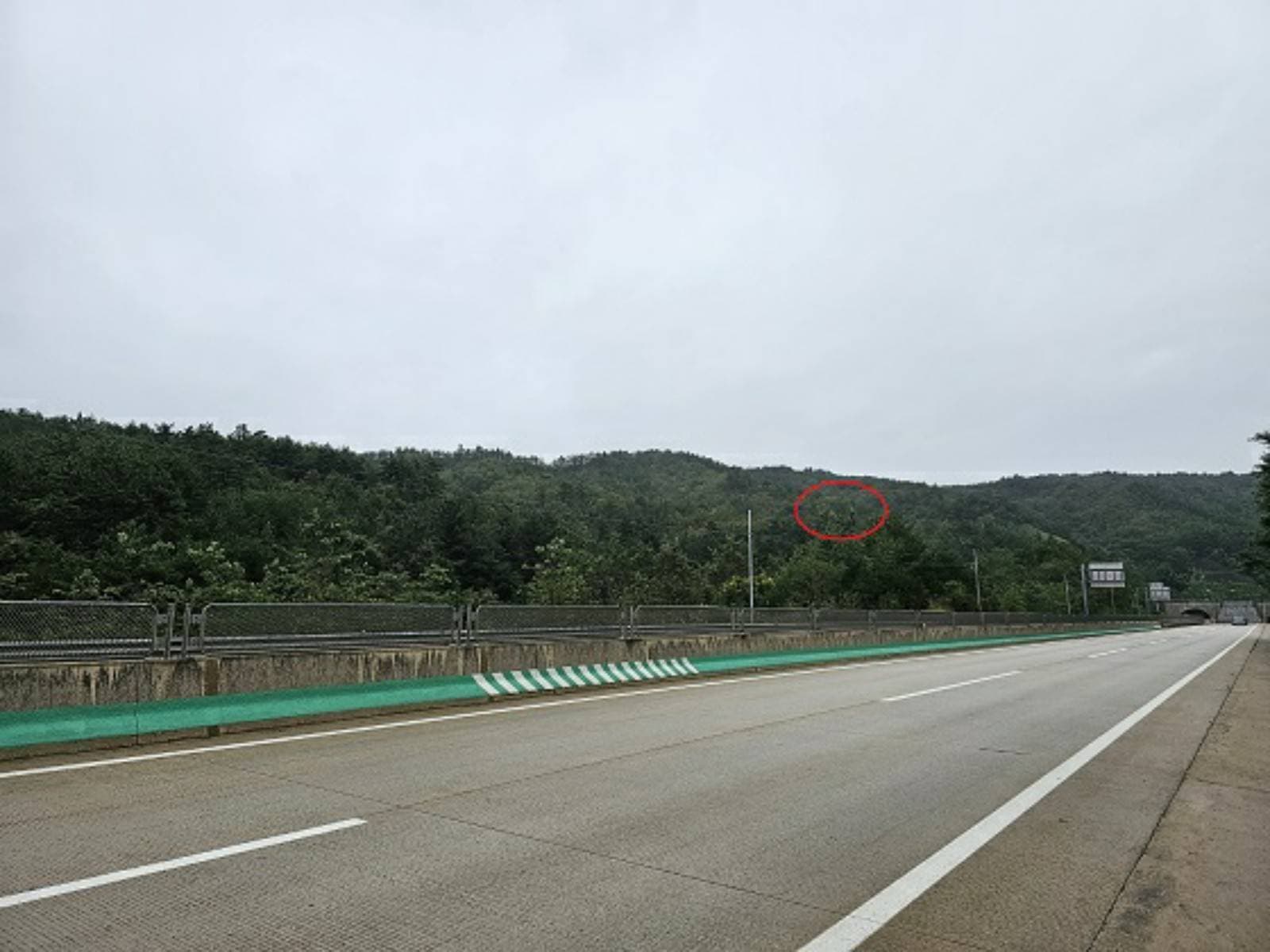 강원특별자치도 삼척시 근덕면 장호리 산40