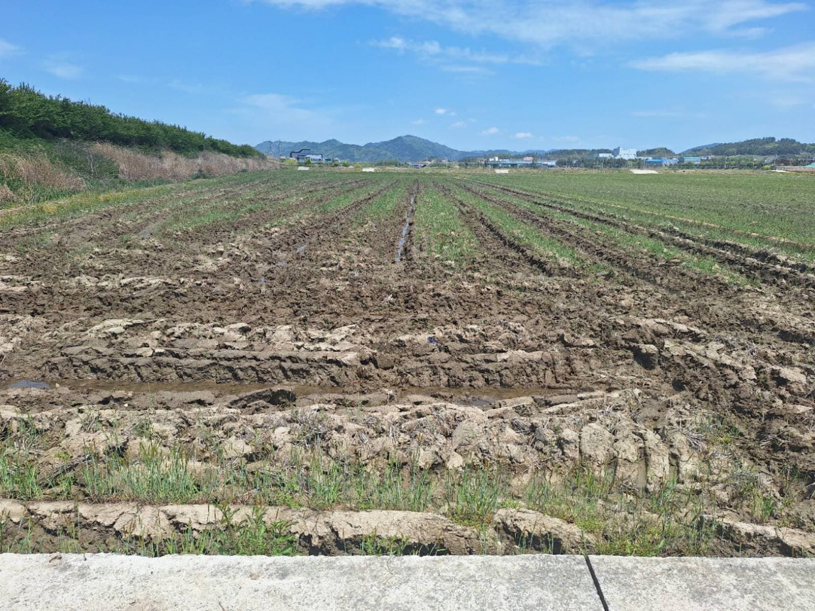 전라남도 함평군 학교면 사거리 974-1