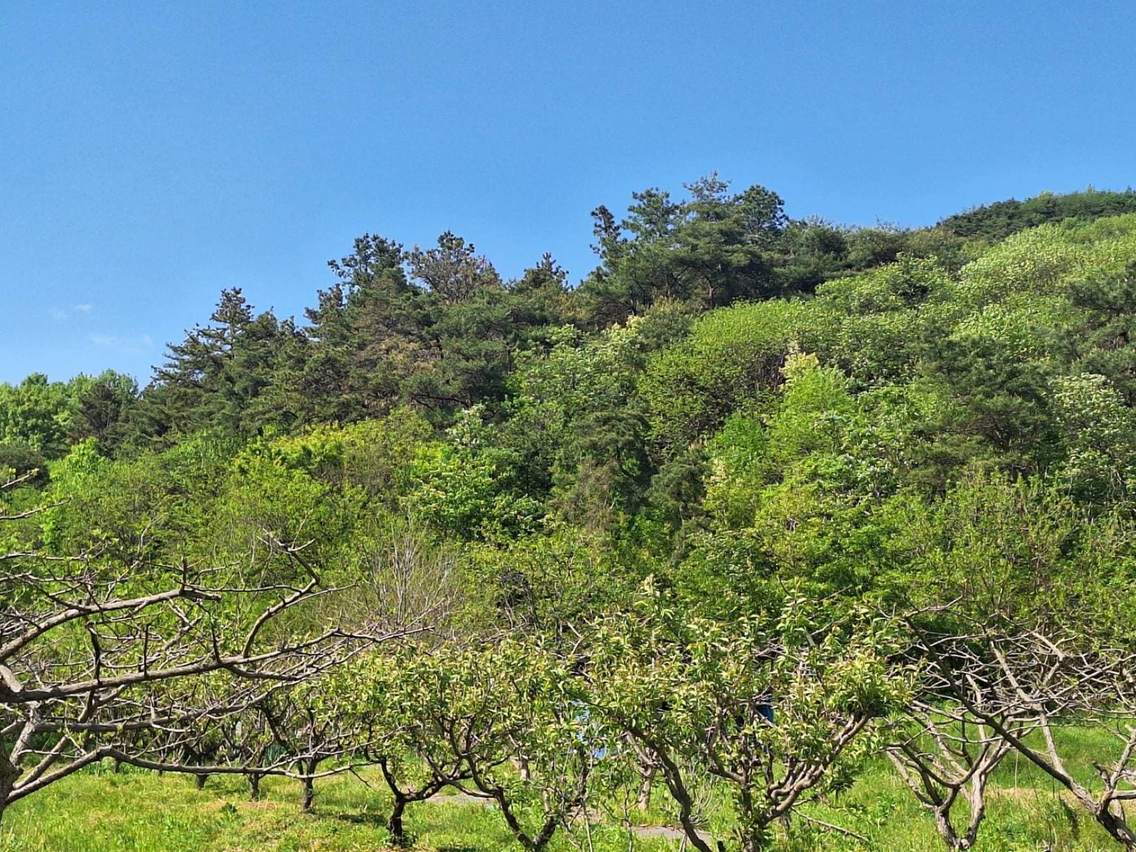 전라남도 담양군 창평면 광덕리 산149-3