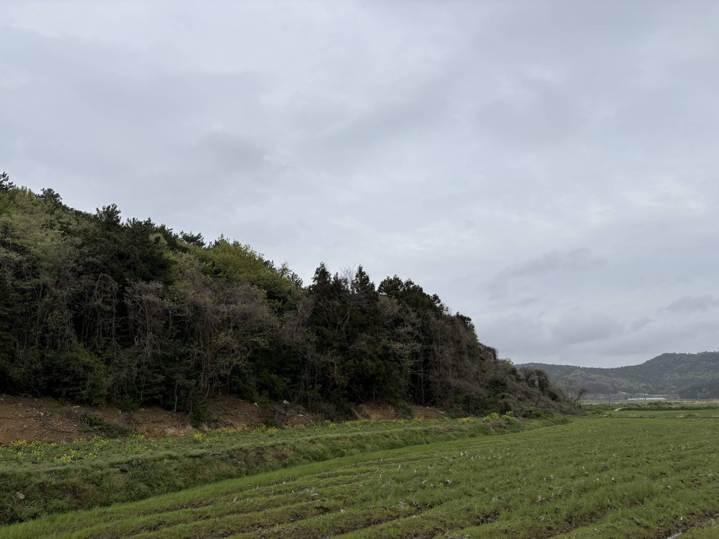 전라남도 진도군 진도읍 포산리 산260, 산262