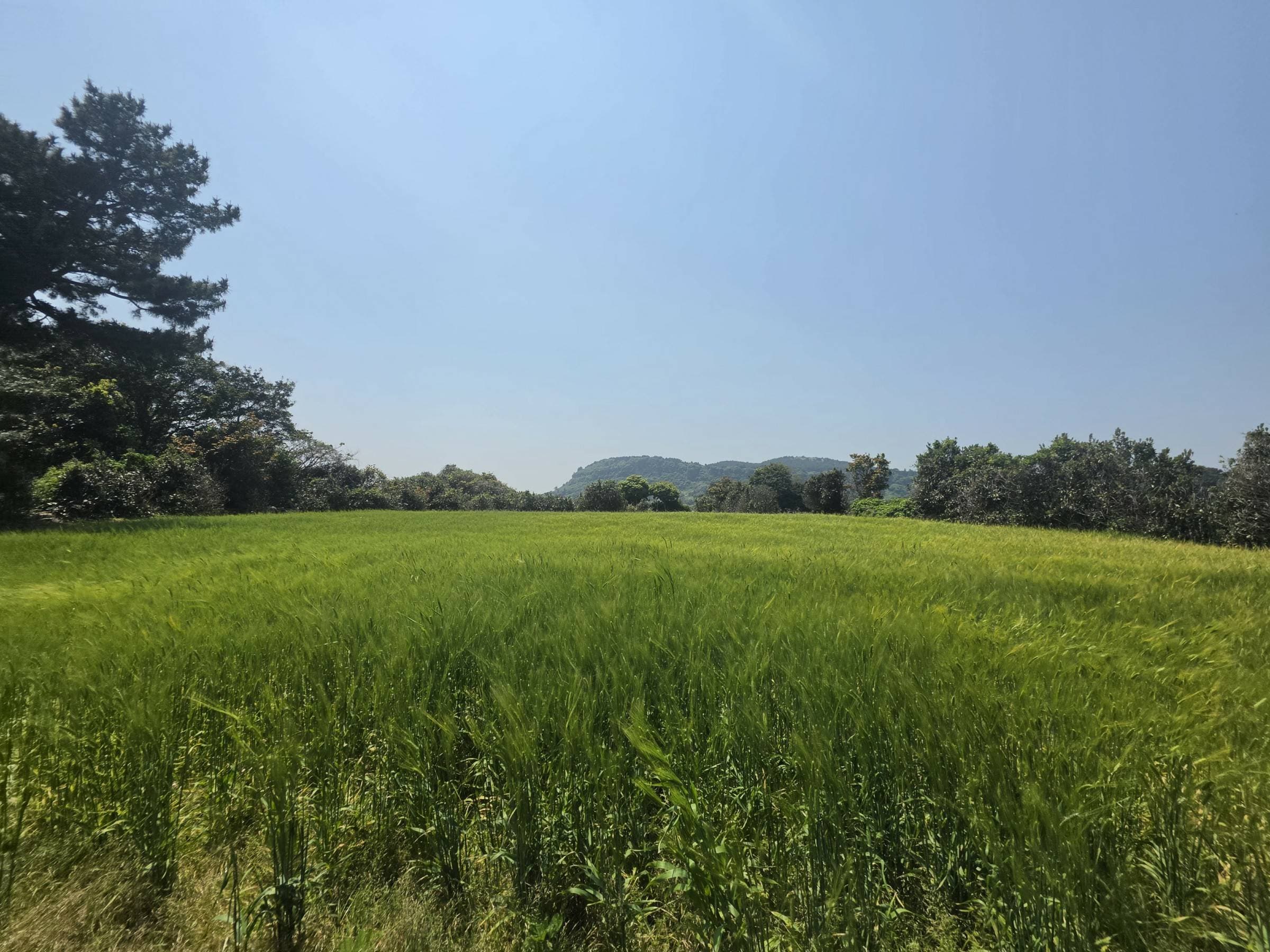제주특별자치도 서귀포시 성산읍 시흥리 1281-2