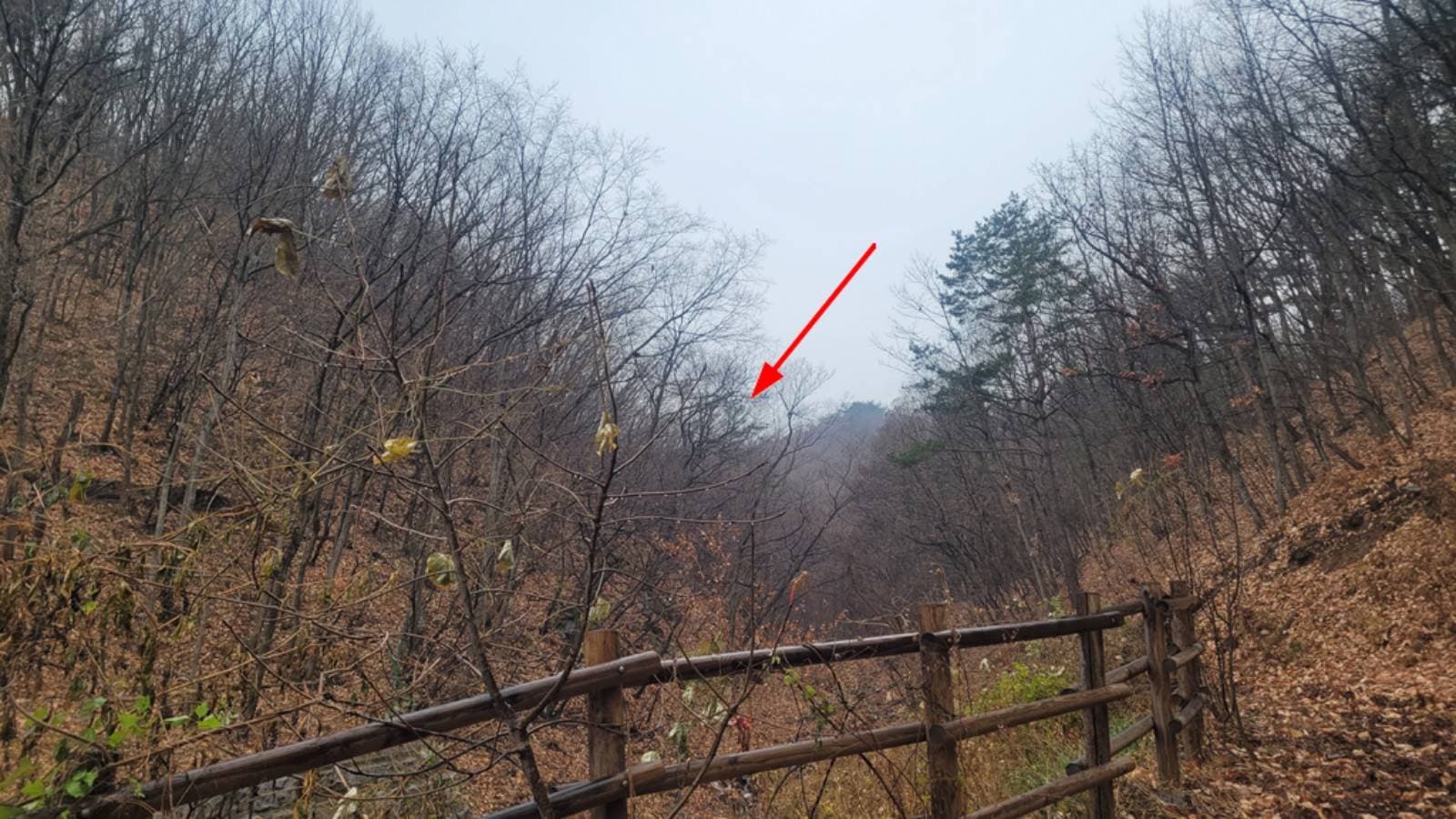 강원특별자치도 고성군 현내면 배봉리 산45