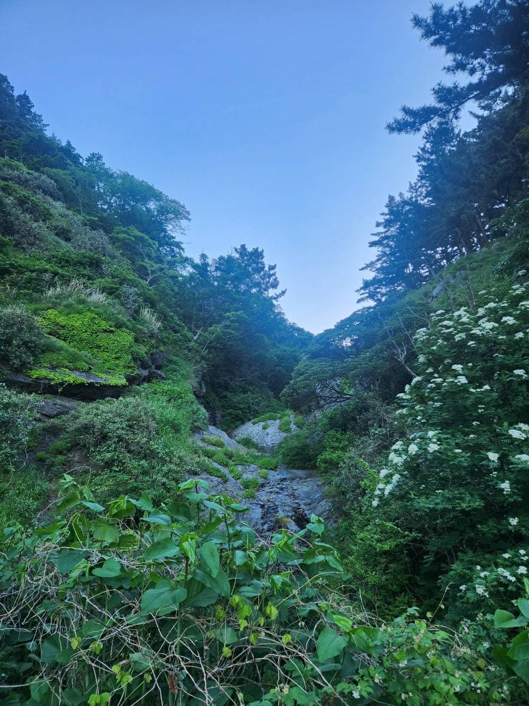 경상북도 울릉군 서면 태하리 310