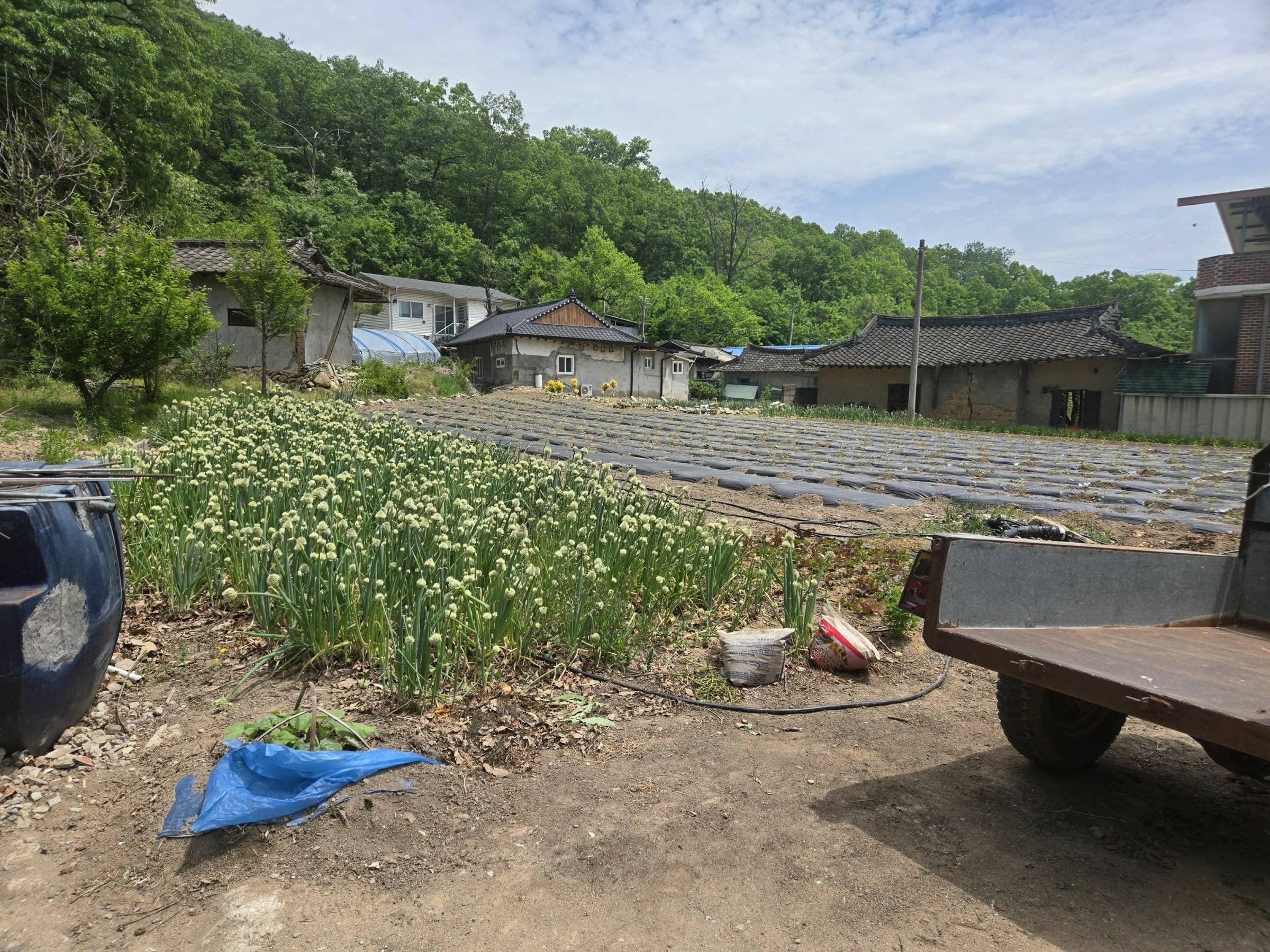 경상북도 의성군 봉양면 안평리 43