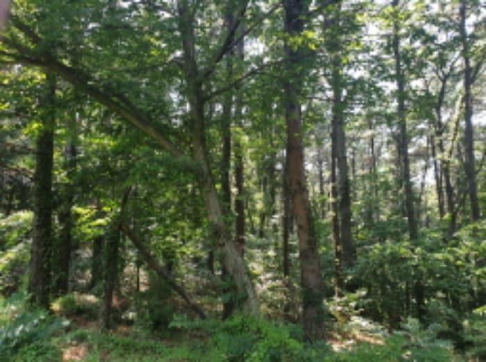 인천광역시 강화군 내가면 황청리 산135