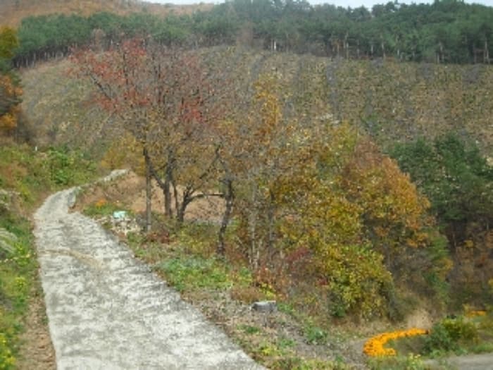 강원특별자치도 삼척시 노곡면 주지리 176