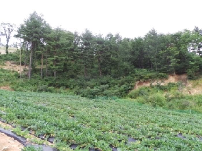 강원특별자치도 평창군 대관령면 용산리 산300