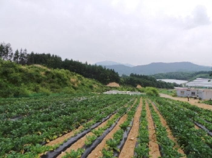 강원특별자치도 평창군 대관령면 용산리 362-16