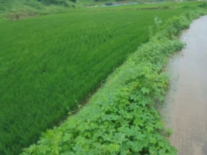 충청북도 충주시 앙성면 강천리 70-2