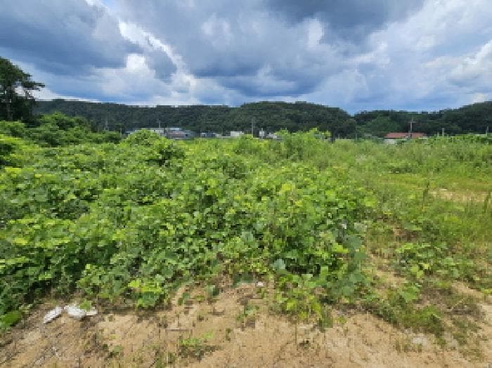 충청북도 음성군 대소면 대풍리 산33-7