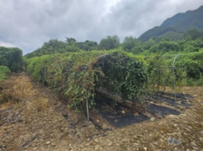 충청북도 단양군 적성면 소야리 560-4