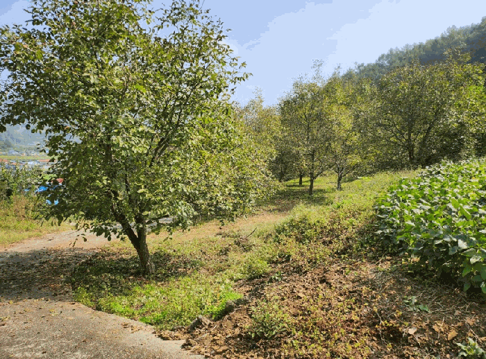 충청북도 단양군 적성면 하리 212