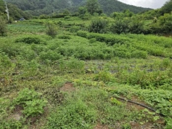 충청북도 단양군 대강면 두음리 450
