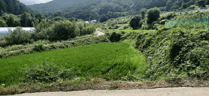 세종특별자치시  전의면 양곡리 134-1