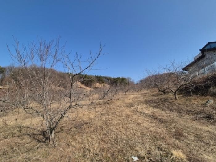 세종특별자치시  장군면 대교리 233-6
