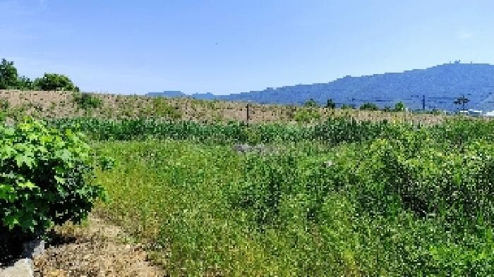 충청남도 보령시 남포면 봉덕리 493-16