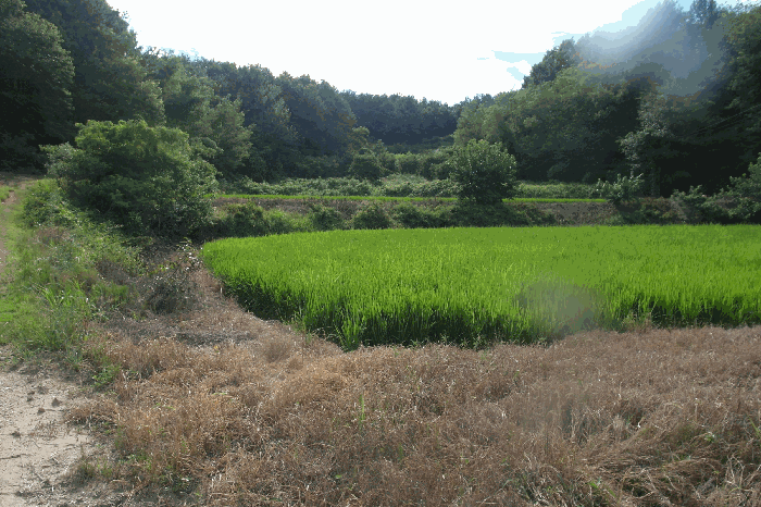 충청남도 부여군 규암면 수목리 360