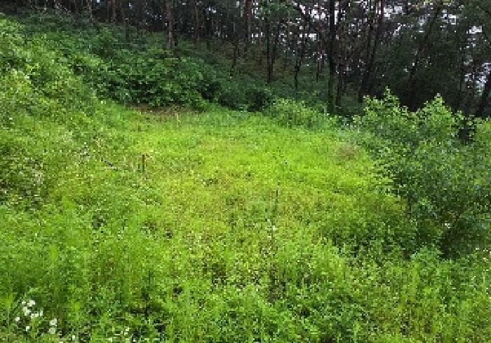 충청남도 아산시 송악면 송학리 산25