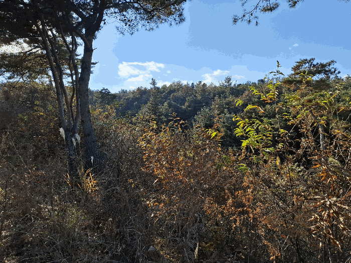 충청남도 공주시 신풍면 산정리 산66-1