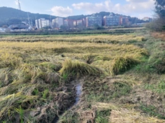 충청남도 당진시 송악읍 중흥리 233-7