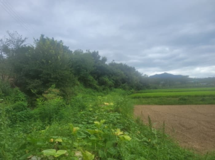 경상북도 영천시 화산면 대안리 501