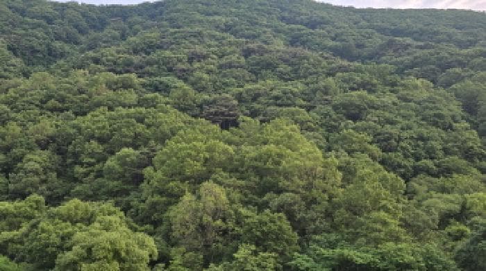 경상북도 칠곡군 석적읍 성곡리 산69-1