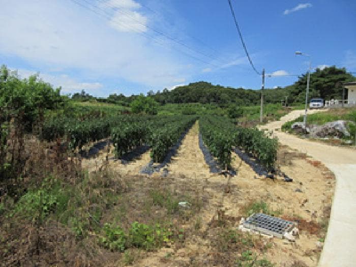 경상북도 예천군 지보면 소화리 342