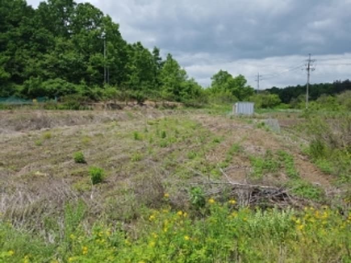경상북도 의성군 의성읍 비봉리 534