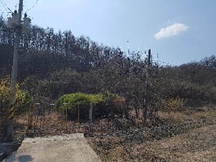 경상북도 의성군 금성면 청로리 465