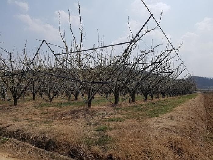 경상북도 의성군 옥산면 정자리 297