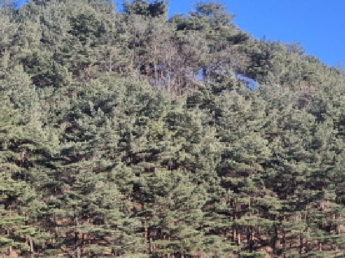 경상북도 울진군 평해읍 학곡리 산52