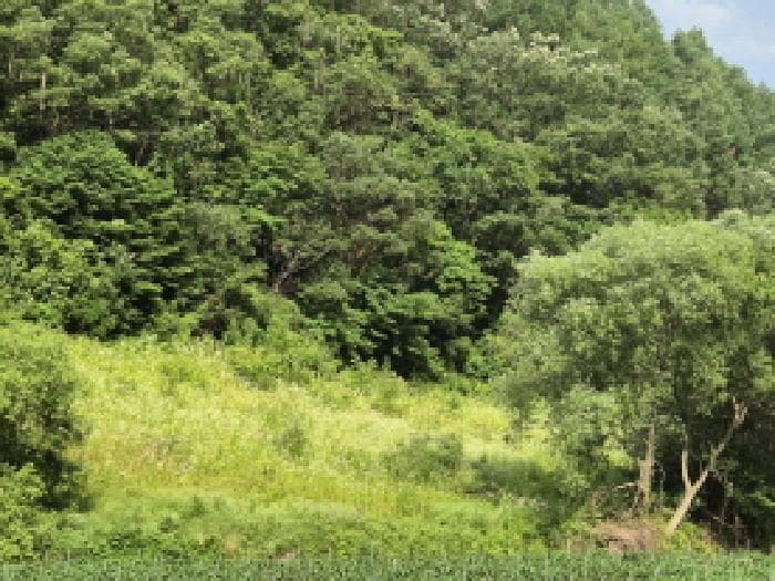 경상북도 영양군 입암면 금학리 862