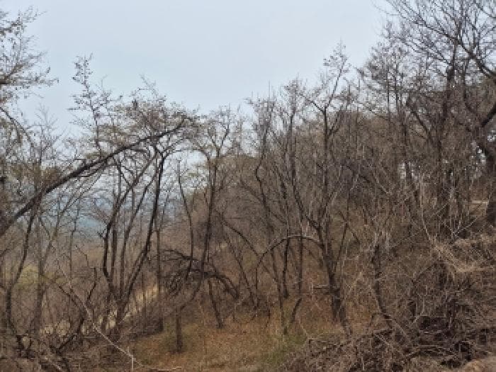 경상북도 울진군 후포면 금음리 산119