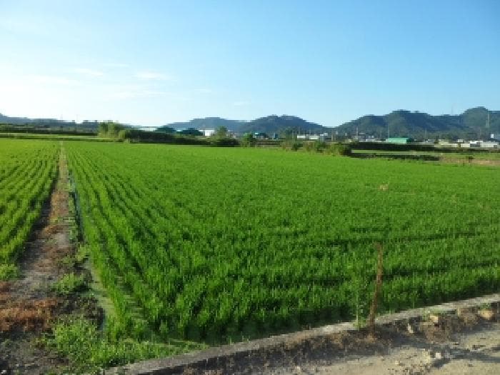 대구광역시 달성군 현풍읍 원교리 755