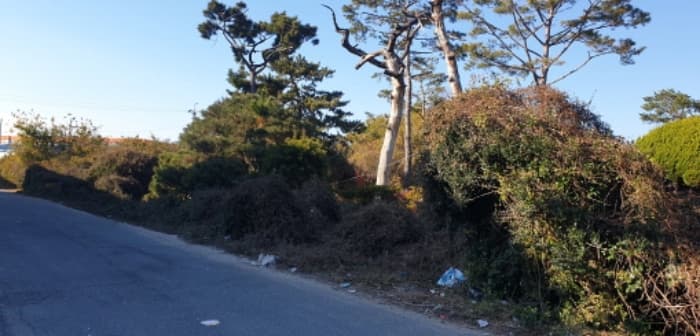 부산광역시 강서구 대저1동 305-4