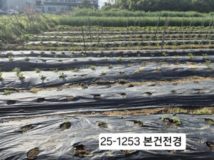 부산광역시 강서구 강동동 29-270