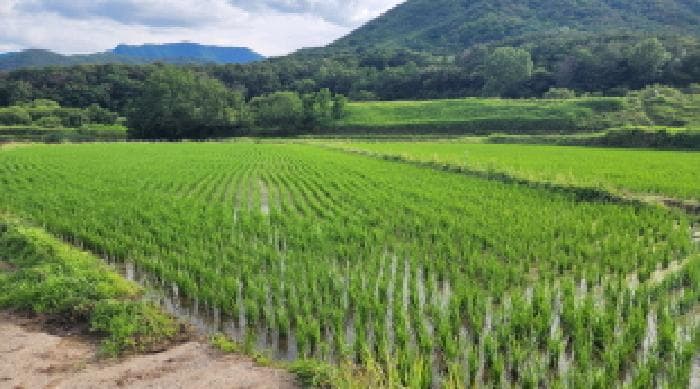 울산광역시 울주군 상북면 거리 251