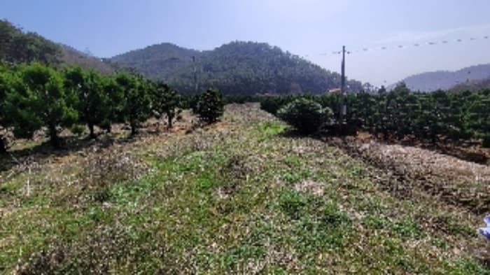 경상남도 함안군 대산면 부목리 산85-1