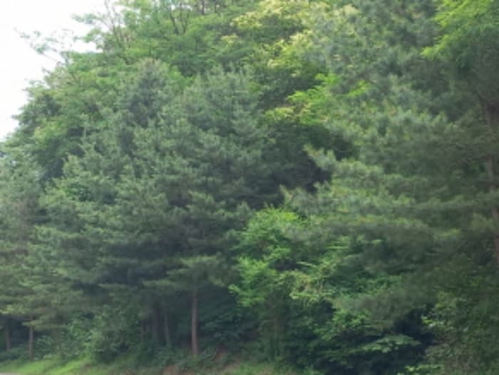 경상남도 사천시 사남면 화전리 산36-4