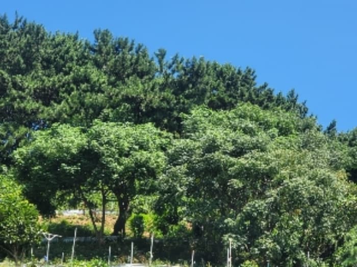 경상남도 거제시 사등면 창호리 2182