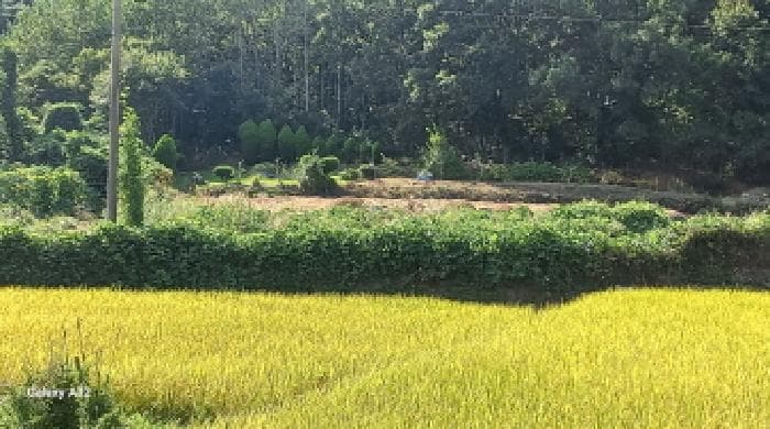 경상남도 거제시 연초면 오비리 584