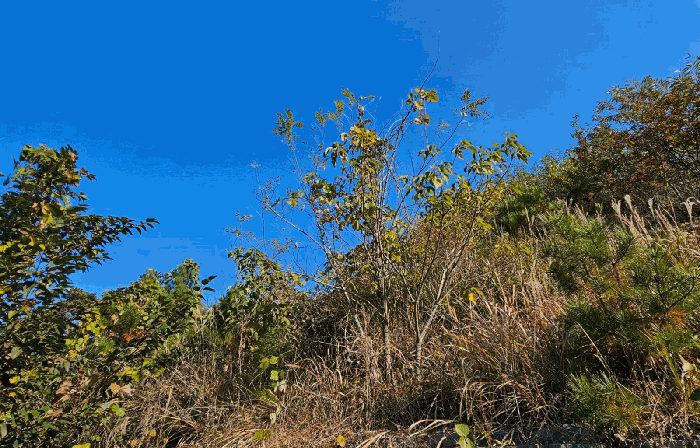 경상남도 통영시 도산면 도선리 산273-13