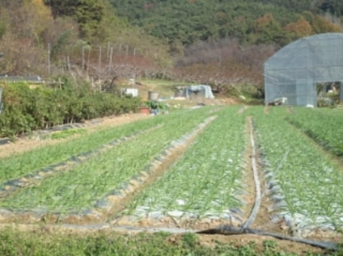경상남도 창녕군 대합면 대동리 291
