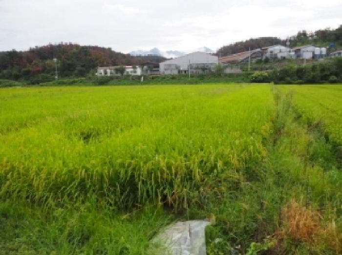 경상남도 창녕군 장마면 장가리 49