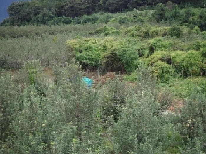 경상남도 밀양시 산내면 봉의리 1114