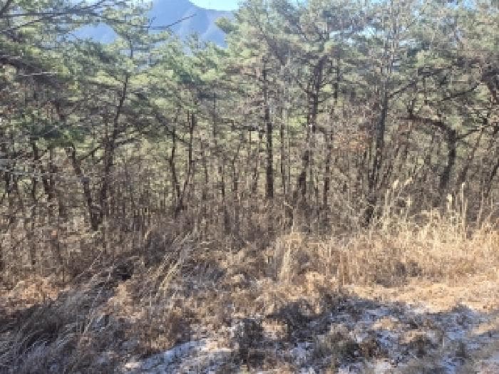 전라남도 화순군 이서면 보월리 산46