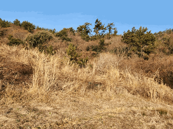 전라남도 함평군 손불면 대전리 653-2