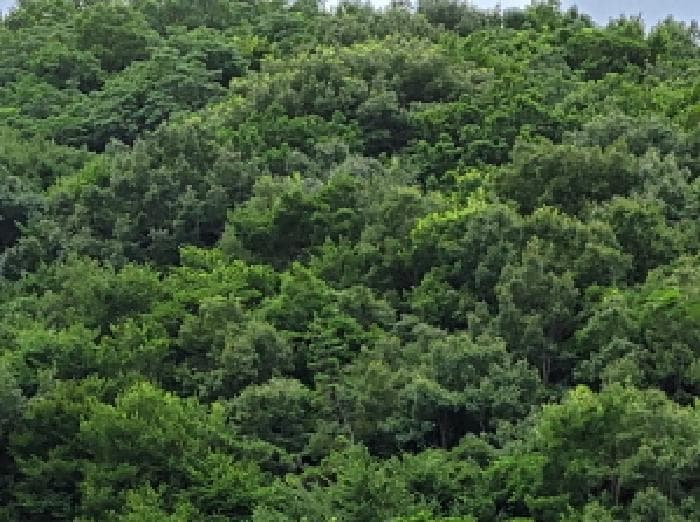 전라남도 여수시 돌산읍 평사리 산225-2