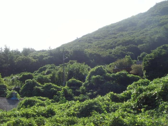 전라남도 완도군 군외면 황진리 213-1