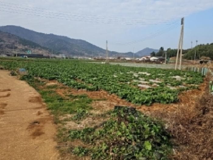 전라남도 진도군 고군면 지막리 1773-14